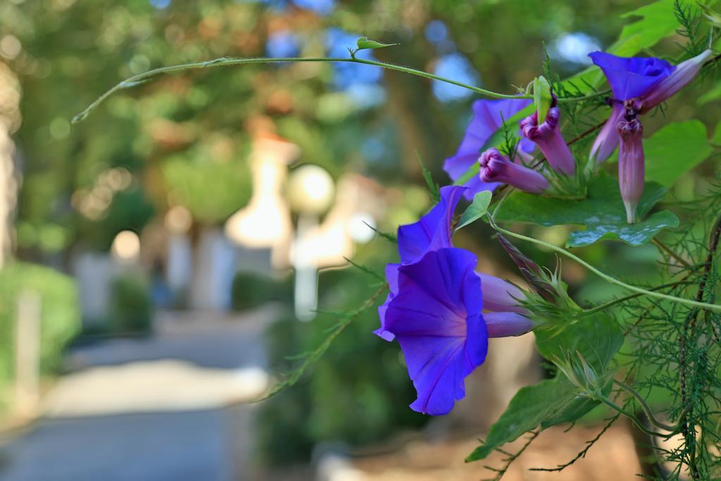 Village De Vacances Paese Di Lava, Grand Ajaccio Alata Buitenkant foto